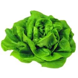 Lettuce Butter Bibb Boston
