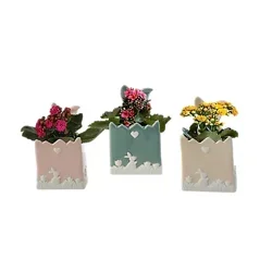 Kalanchoe Bunny Planter 2 Inch - Each