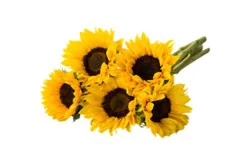 Signature Select Sunflower - Each