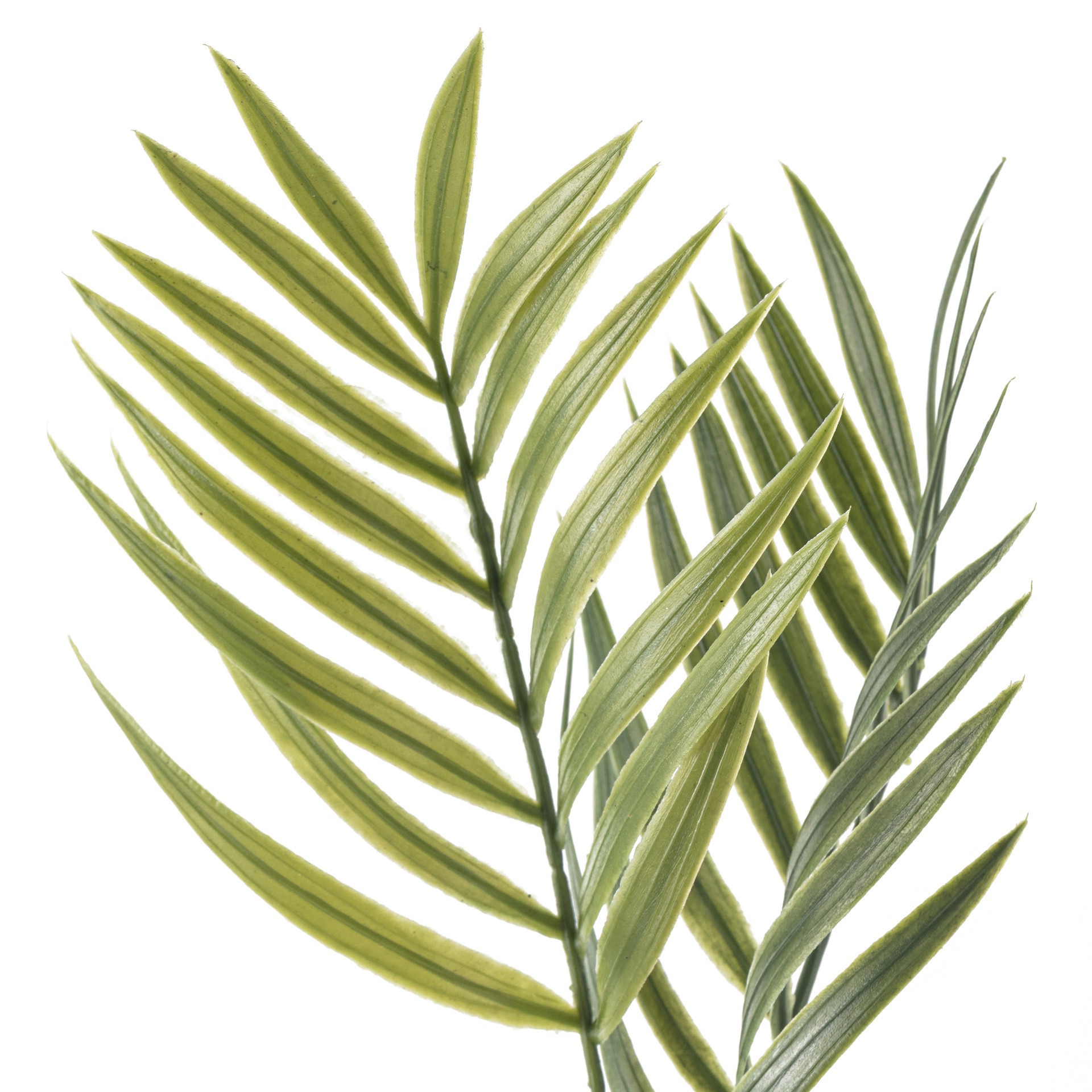 slide 3 of 3, Tropical Palm Stem By Ashland, 30 in