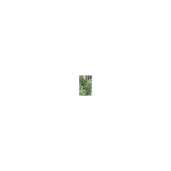 Cub 3 Spruce Tip Bundles, 1 Each