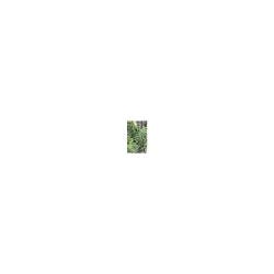 Cub 3 Spruce Tip Bundles, 1 Each
