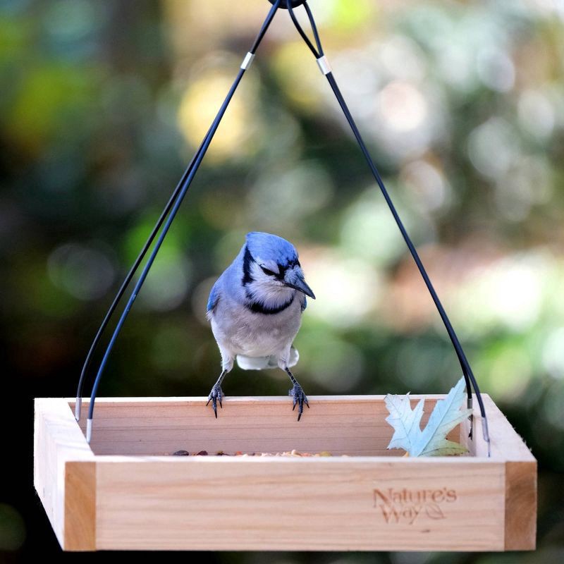 slide 3 of 8, Nature's Way Bird Products Nature's Way Cedar Tray Bird Feeder: Weather-Resistant Wood, No Assembly, 12x12 Hanging Design, 1 ct