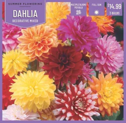 Dahlia Decorative Mixed 3 ct