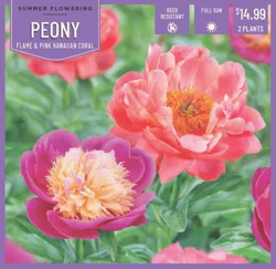 Paeonia Flame and Hawaiian Coral - 2 ct