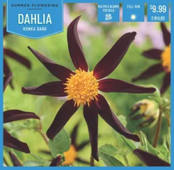 Dahlia Honka Dark 2 ct