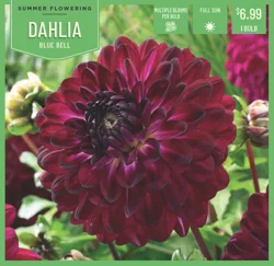 Dahlia Blue Bell 1 ct