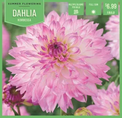 Dahlia Kordessa 1 ct