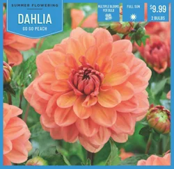 Dahlia Go Go Peach 2 ct