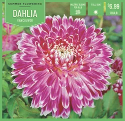 Dahlia Vancouver 1 ct