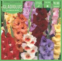Gladiolus Old English Mixed 15 ct