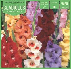 Gladiolus Old English Mixed 15 ct