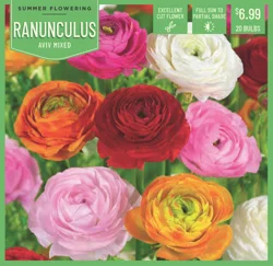 Ranunculus Aviv Mixed 20 ct