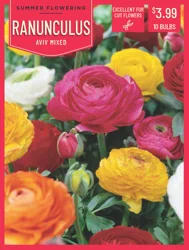 Ranunculus Aviv Mixed 10 ct