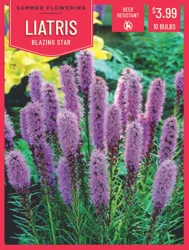 Liatris Blazing Star 10ct