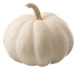 Texas Roots White Pumpkin
