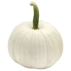 Texas Roots White Pumpkin