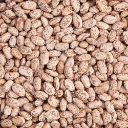 High Mowing Organic Seeds Pinto Bean Quincy