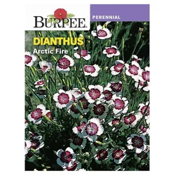 Burpee Perrenial Dianthus Arctic Fire Seeds