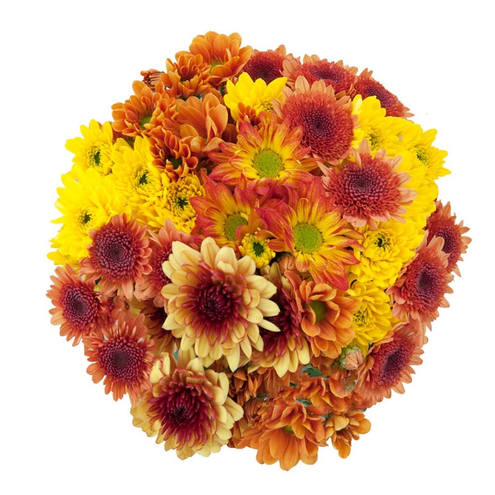 slide 1 of 1, Fall Poms Bouquet, 16 ct