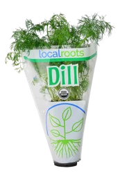 Local Roots Dill