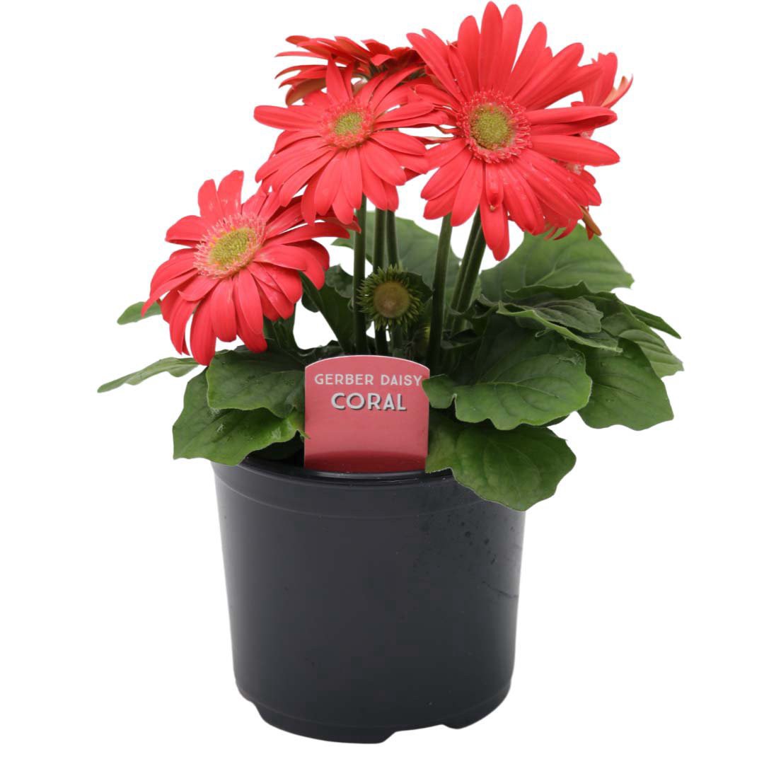 slide 1 of 1, Spring Creek Growers Coral Gerbera Daisy Potted Plant, 6 in