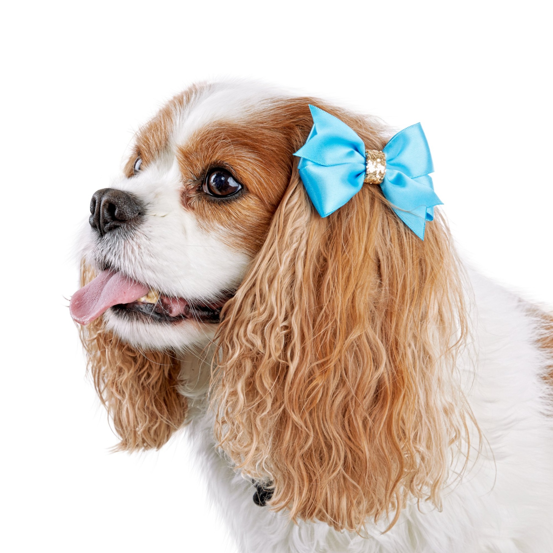 slide 1 of 1, Bond & Co. Glitter Gal Bow Hair Accessories for Dogs, 1 ct