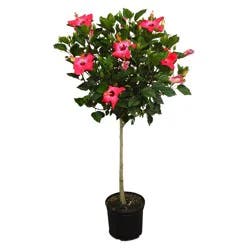 Hibiscus Plant, 10 In