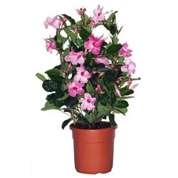 Mandevilla with Trellis 10.0 pot