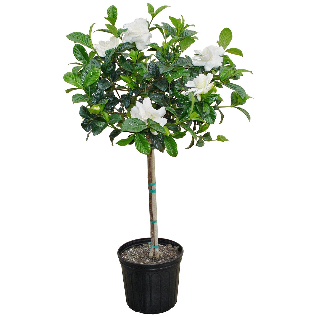 slide 1 of 1, Gardenia Plant, 10 in, 10 in