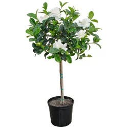 Gardenia Plant, 10 in