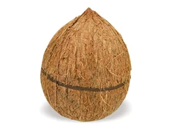Coconut