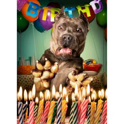 Avanti Birthday Card - Surprised Dog