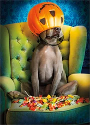 Avanti Card Hallwn Dog Pumpkin Bckt Head