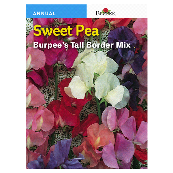 slide 1 of 1, Burpee Sweet Pea Tall Border Mix Seeds, 1 ct