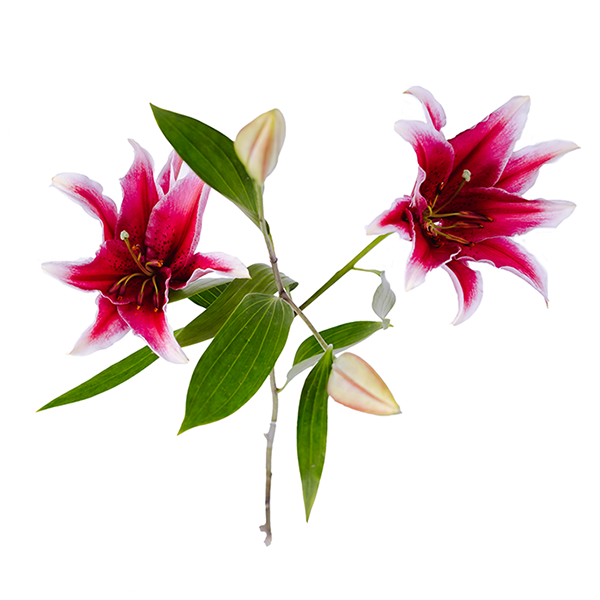 slide 1 of 1, Bachman's Stargazer Lily, Single Stem, 1 ct