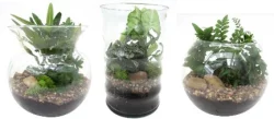 Spellbound Terrariums