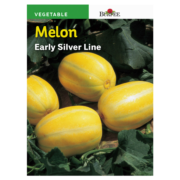 slide 1 of 1, Burpee Asian Melon Early Silver Line Seeds, 1 ct