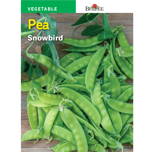 slide 1 of 1, Burpee Pea Snowbird Seeds, 1 ct