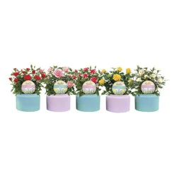 Rose Canister With Pick - 4 in 1 pc