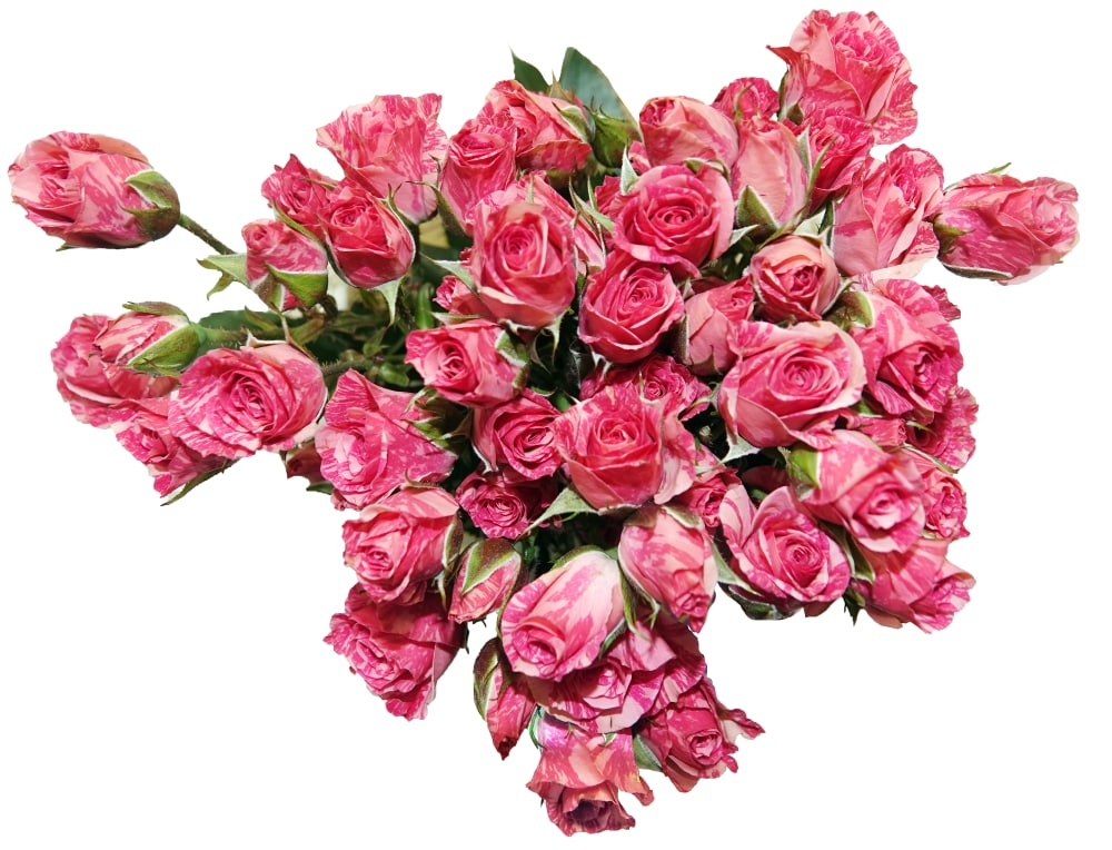 slide 1 of 1, BLOOM HAUS Pink Rose Boquet, 10 ct
