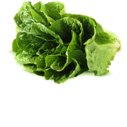 Northgate Organic Romaine Lettuce