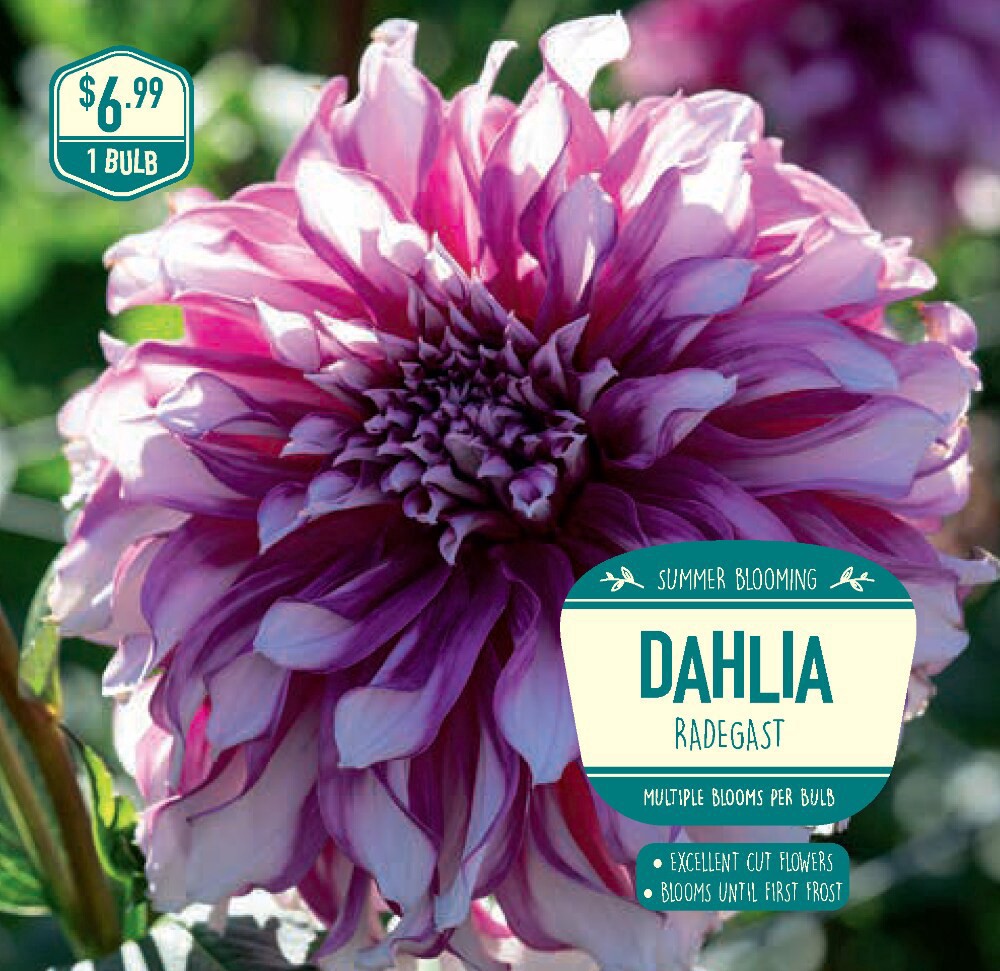 slide 1 of 1, Dahlia Radegast Bulb, 1 ct