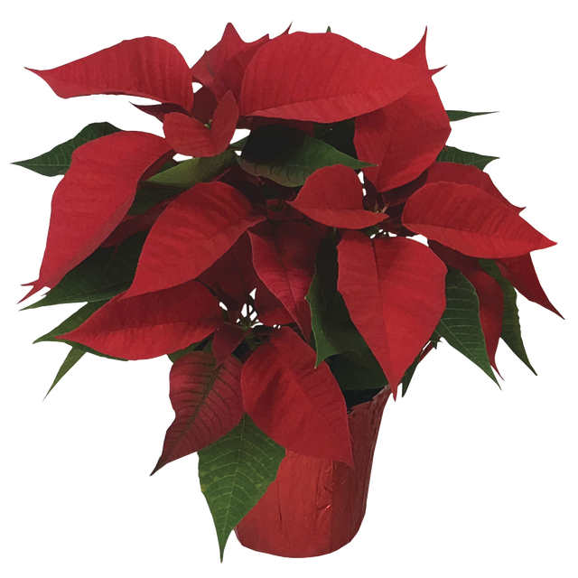 slide 1 of 1, PROCACCI BROTHERS 6In Pointsetta, 6 in