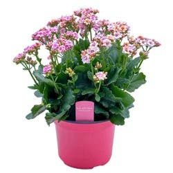 Spring Creek Growers Kalanchoe - Sisi