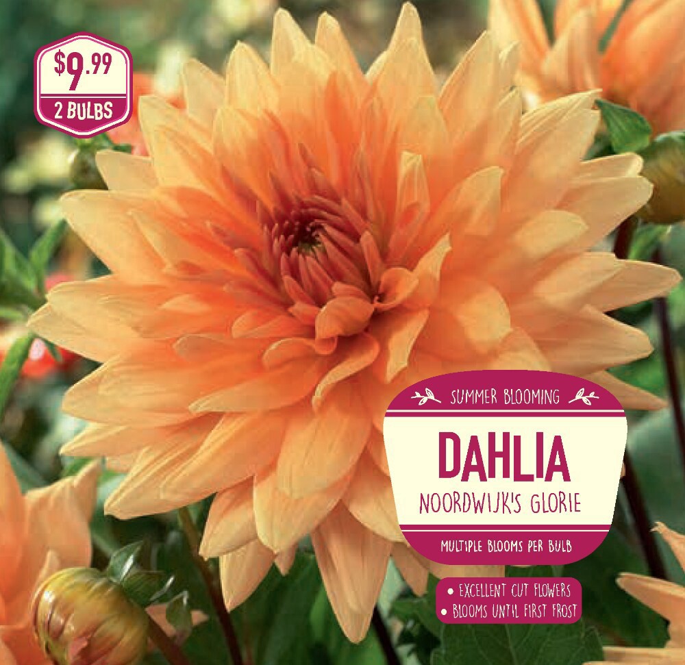 slide 1 of 1, Dahlia Noordwijk's Glorie, 2 ct