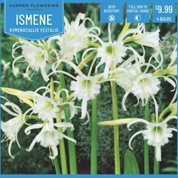 Hymenocallis Festalis