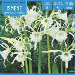 Hymenocallis Festalis