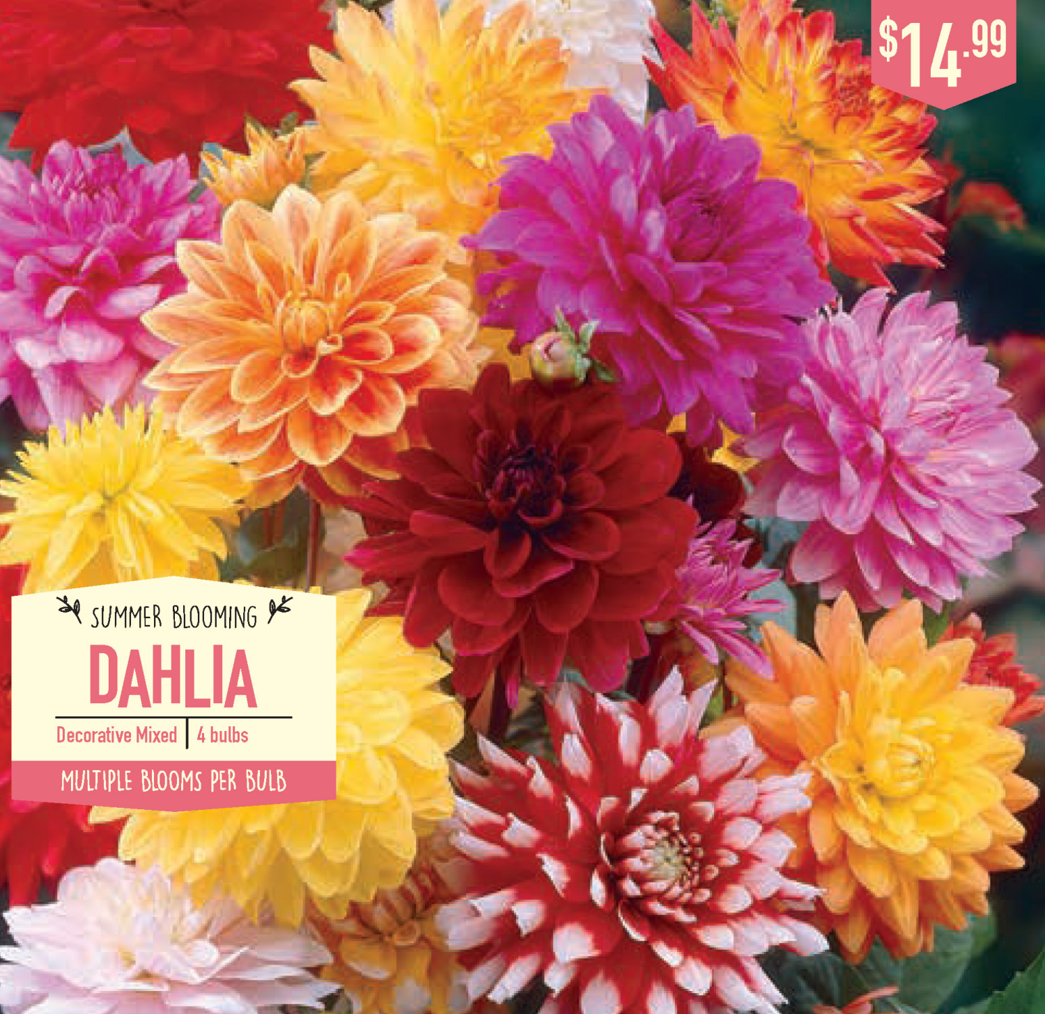 slide 1 of 1, Dahlia Decorative Mixed, 4 ct