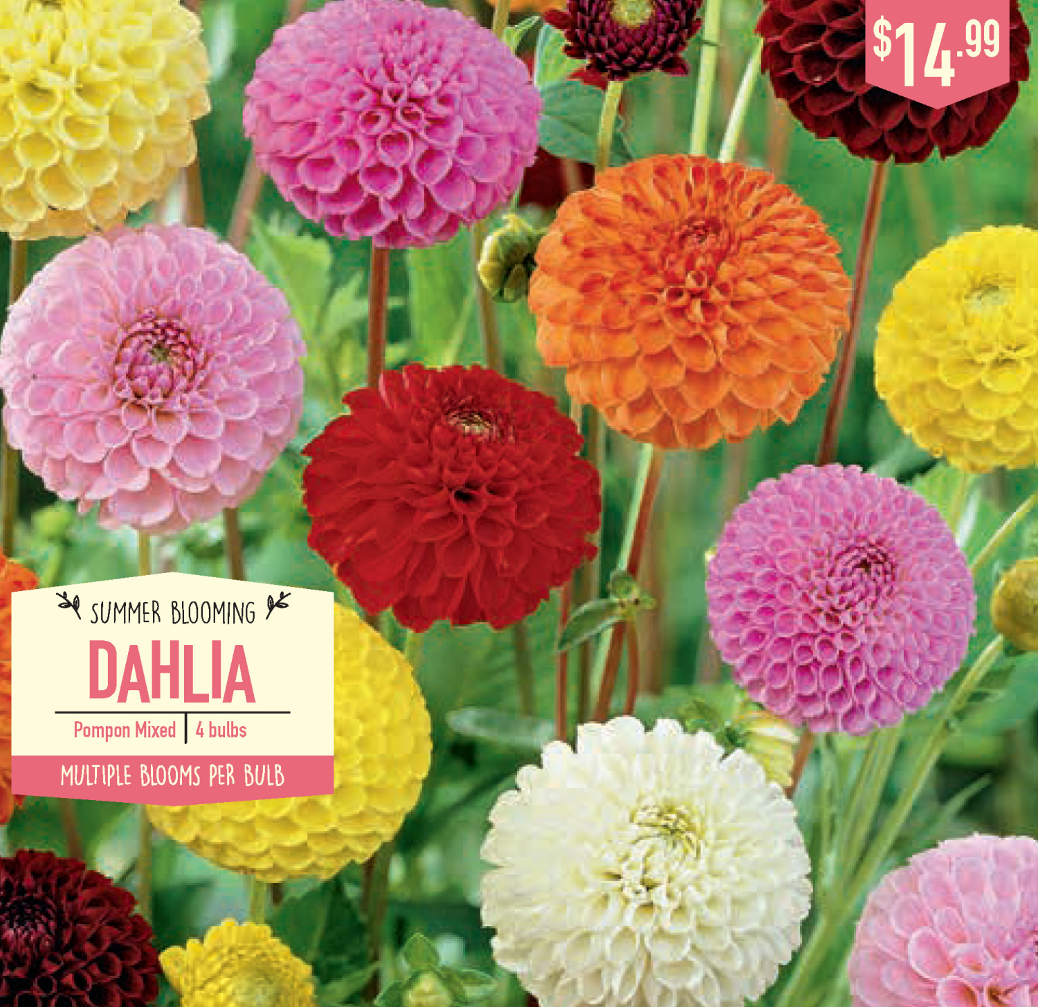 slide 1 of 1, Dahlia Pompon Mixed, 4 ct